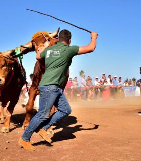 XXXI Concurso de Arrastre de Ganado. Trofeo Gobierno de Canarias, Temporada 2019. Tacoronte, 13-01-2019 · foto 44
