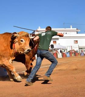 XXXI Concurso de Arrastre de Ganado. Trofeo Gobierno de Canarias, Temporada 2019. Tacoronte, 13-01-2019 · foto 49