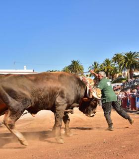 XXXI Concurso de Arrastre de Ganado. Trofeo Gobierno de Canarias, Temporada 2019. Tacoronte, 13-01-2019 · foto 35