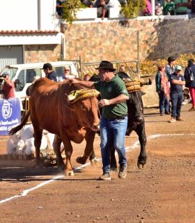 XXXI Concurso de Arrastre de Ganado. Trofeo Gobierno de Canarias, Temporada 2019. Tacoronte, 13-01-2019 · foto 16