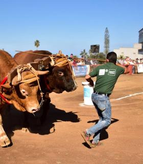 XXXI Concurso de Arrastre de Ganado. Trofeo Gobierno de Canarias, Temporada 2019. Tacoronte, 13-01-2019 · foto 46