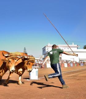 XXXI Concurso de Arrastre de Ganado. Trofeo Gobierno de Canarias, Temporada 2019. Tacoronte, 13-01-2019 · foto 14