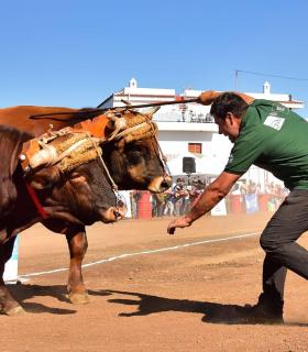 XXXI Concurso de Arrastre de Ganado. Trofeo Gobierno de Canarias, Temporada 2019. Tacoronte, 13-01-2019 · foto 36