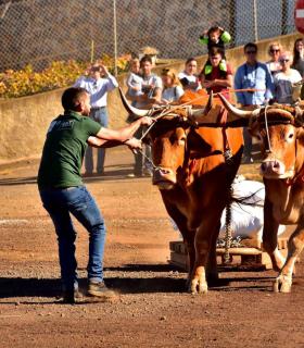 XXXI Concurso de Arrastre de Ganado. Trofeo Gobierno de Canarias, Temporada 2019. Tacoronte, 13-01-2019 · foto 22