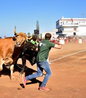XXXI Concurso de Arrastre de Ganado. Trofeo Gobierno de Canarias, Temporada 2019. Tacoronte, 13-01-2019 · foto 3