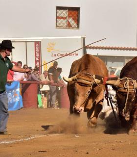 XXXI Concurso de Arrastre de Ganado. Trofeo Gobierno de Canarias, Temporada 2019. Tacoronte, 13-01-2019 · foto 54