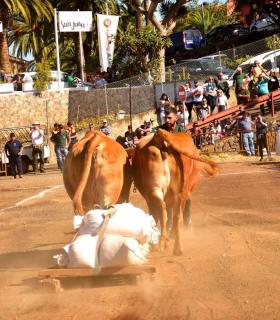 XXXI Concurso de Arrastre de Ganado. Trofeo Gobierno de Canarias, Temporada 2019. Tacoronte, 13-01-2019 · foto 8