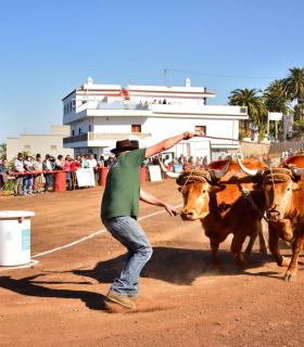 XXXI Concurso de Arrastre de Ganado. Trofeo Gobierno de Canarias, Temporada 2019. Tacoronte, 13-01-2019 · foto 2