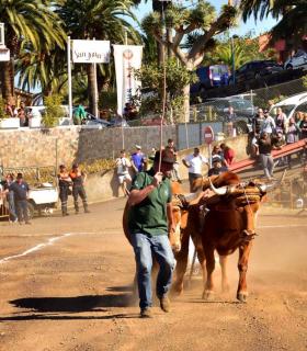 XXXI Concurso de Arrastre de Ganado. Trofeo Gobierno de Canarias, Temporada 2019. Tacoronte, 13-01-2019 · foto 18