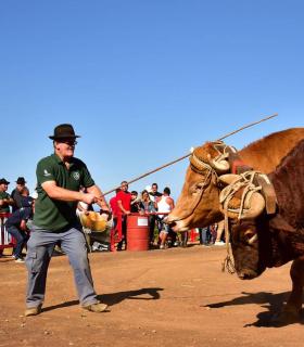 XXXI Concurso de Arrastre de Ganado. Trofeo Gobierno de Canarias, Temporada 2019. Tacoronte, 13-01-2019 · foto 50