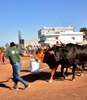 XXXI Concurso de Arrastre de Ganado. Trofeo Gobierno de Canarias, Temporada 2019. Tacoronte, 13-01-2019 · foto 6