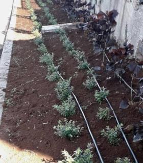 El Sauzal: nuevo jardín en el callejón de El Calvario · foto 1