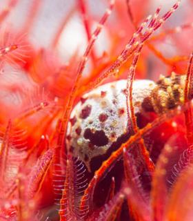 La Gomera premia a las mejores fotos de sus fondos en la nueva estrategia de promoción de turismo activo · foto 3
