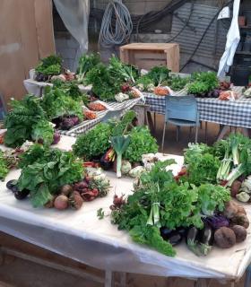Tegueste reparte diez toneladas de fruta y verdura entre 124 familias del municipio durante 2019 · foto 5