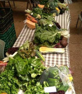 Tegueste reparte diez toneladas de fruta y verdura entre 124 familias del municipio durante 2019 · foto 2