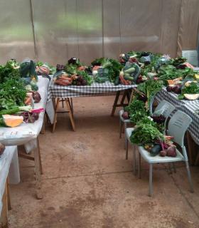 Tegueste reparte diez toneladas de fruta y verdura entre 124 familias del municipio durante 2019 · foto 3