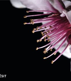Santiago del Teide: Francisco Javier García, ganador del XXIII Concurso de Fotografía Almendro en Flor 2020 · foto 4
