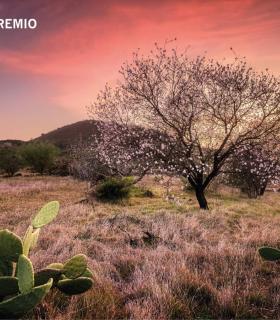 Santiago del Teide: Francisco Javier García, ganador del XXIII Concurso de Fotografía Almendro en Flor 2020 · foto 1