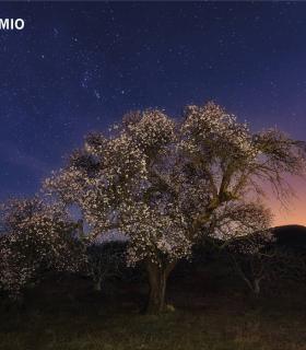 Santiago del Teide: Francisco Javier García, ganador del XXIII Concurso de Fotografía Almendro en Flor 2020 · foto 2