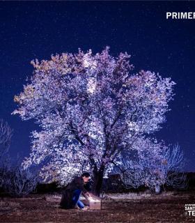Santiago del Teide: Francisco Javier García, ganador del XXIII Concurso de Fotografía Almendro en Flor 2020 · foto 3