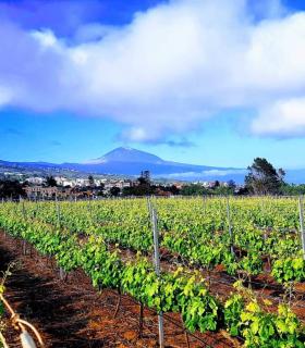 Tacoronte-Acentejo entrega en domicilio · foto 2