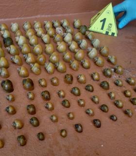Medio Ambiente incauta más de un centenar de ejemplares de caracol manzana · foto 1