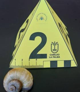 Medio Ambiente incauta más de un centenar de ejemplares de caracol manzana · foto 2