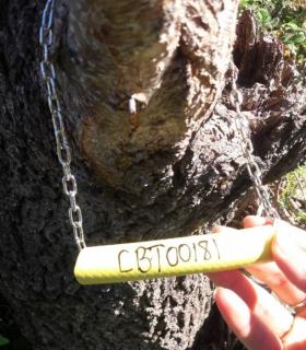 El Cabildo de Tenerife rescata más de 50 ejemplares de frutales antiguos en el Parque Rural de Teno · foto 2