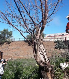 El Cabildo de Tenerife rescata más de 50 ejemplares de frutales antiguos en el Parque Rural de Teno · foto 1