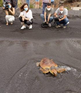 El Cabildo de Tenerife celebra el Día Mundial de las Tortugas Marinas con la suelta de dos Caretta caretta · foto 2