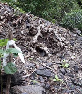 El Cabildo de Tenerife recupera la única población en Teno de rejalgadera, especie catalogada como vulnerable · foto 2