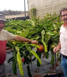 José Adrián Hernández: “La pitaya puede ser un cultivo que diversifique la oferta del sector primario insular” · foto 2