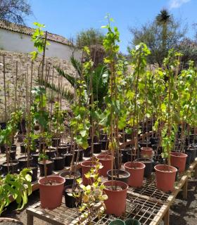 El Cabildo de Tenerife reparte en Teno más de 800 frutales de variedades antiguas entre los agricultores de la zona · foto 2