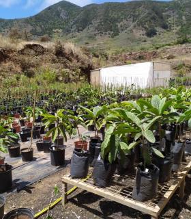 El Cabildo de Tenerife reparte en Teno más de 800 frutales de variedades antiguas entre los agricultores de la zona · foto 1