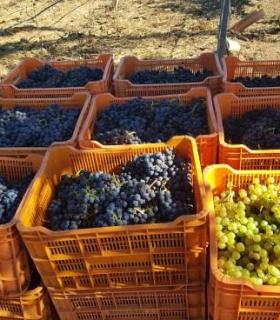 Avance de vendimia 2020 en Tacoronte-Acentejo · foto 2