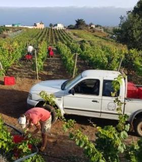 Avance de vendimia 2020 en Tacoronte-Acentejo · foto 1