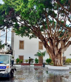 Telde: Parques y Jardines ejecutó estos días un lavado y poda selectiva de los laureles centenarios de San Juan · foto 2
