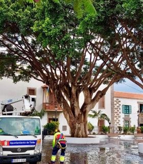 Telde: Parques y Jardines ejecutó estos días un lavado y poda selectiva de los laureles centenarios de San Juan · foto 1