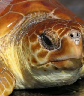 Cabildo de El Hierro devuelve a su hábitat natural 3 Tortugas Bobas que estaban enmalladas tras su recuperación · foto 3