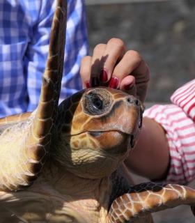 Cabildo de El Hierro devuelve a su hábitat natural 3 Tortugas Bobas que estaban enmalladas tras su recuperación · foto 4