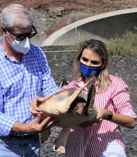 Cabildo de El Hierro devuelve a su hábitat natural 3 Tortugas Bobas que estaban enmalladas tras su recuperación · foto 5