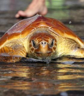 Cabildo de El Hierro devuelve a su hábitat natural 3 Tortugas Bobas que estaban enmalladas tras su recuperación · foto 6