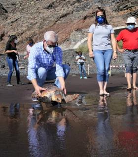 Cabildo de El Hierro devuelve a su hábitat natural 3 Tortugas Bobas que estaban enmalladas tras su recuperación · foto 1