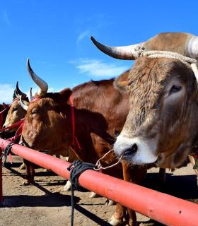 Feria de Ganado de San Antonio Abad. San Juan Tacoronte · foto 6