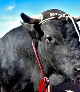 Feria de Ganado de San Antonio Abad. San Juan Tacoronte · foto 38