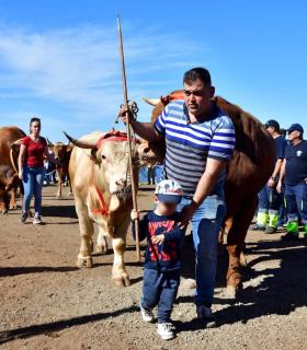 Feria de Ganado de San Antonio Abad. San Juan Tacoronte · foto 53