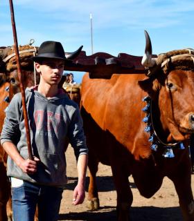 Feria de Ganado de San Antonio Abad. San Juan Tacoronte · foto 63
