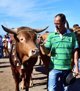 Feria de Ganado de San Antonio Abad. San Juan Tacoronte · foto 42