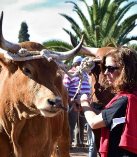 Feria de Ganado de San Antonio Abad. San Juan Tacoronte · foto 33