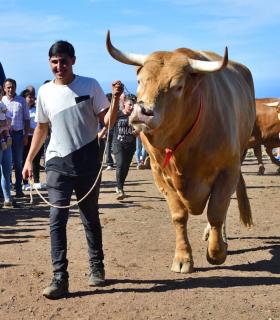 Feria de Ganado de San Antonio Abad. San Juan Tacoronte · foto 77